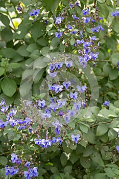 Blue butterfly bush Rotheca myricoides â€™Ugandenseâ€™Â purple-blue flowering bush